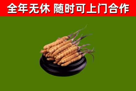 宣城回收散虫草