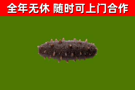 宣城回收海参干